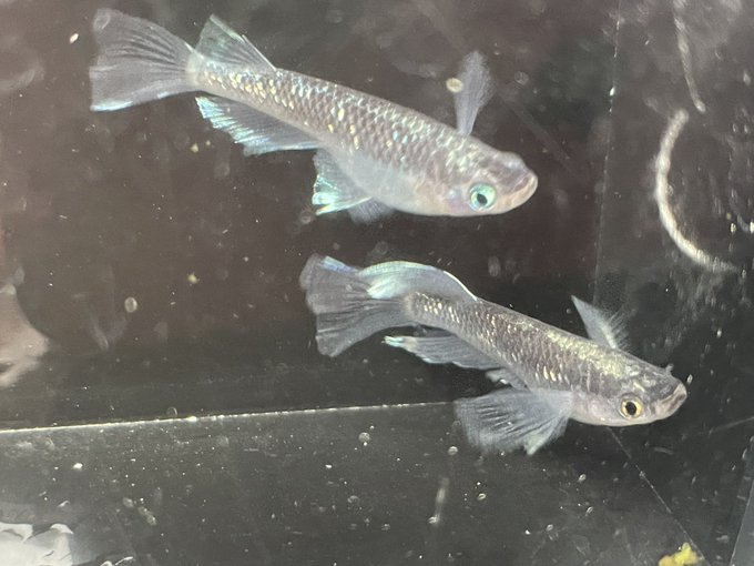 メダカ販売のtwitterイラスト検索結果