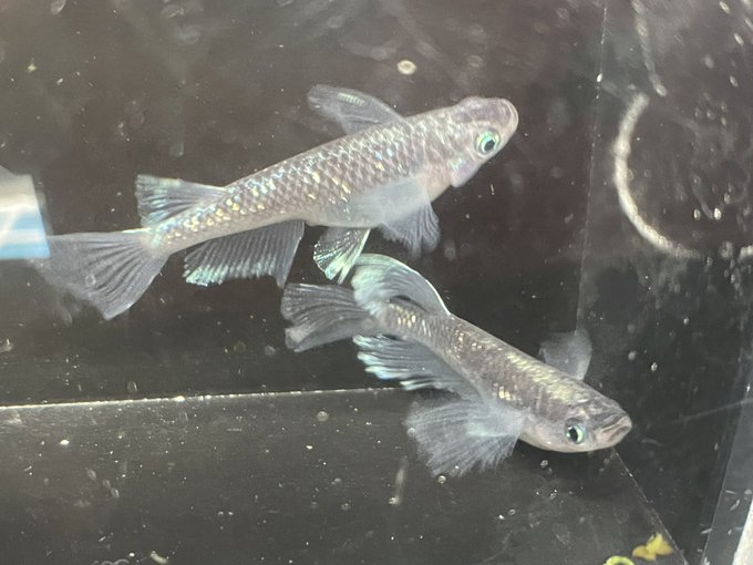 メダカ販売のtwitterイラスト検索結果