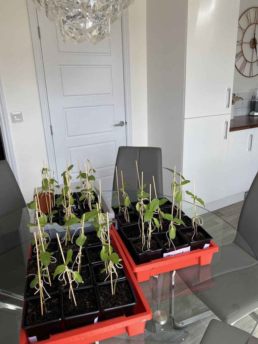 emmachristinaaa's tweet photo. #youknowyoureateacherwhen instead of a vase of flowers on your dining table, you have 37 sunflowers 🌻. Fingers crossed I can keep these alive for a week 😅🙏🏻 #year1 #yearone #primary #primaryrocks #edutwitter #halfterm https://t.co/BVsVwqhTq2