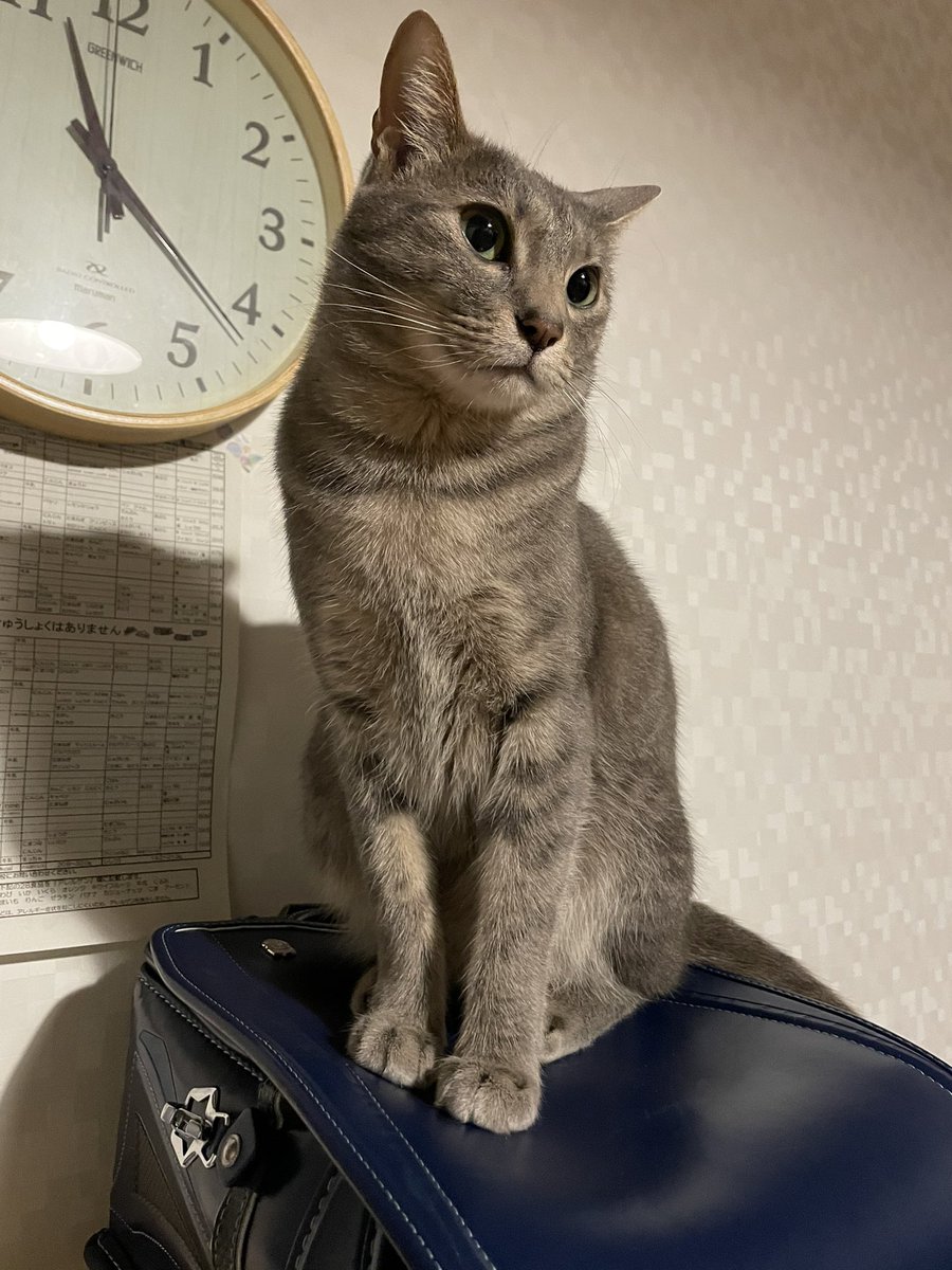 タグ グレー猫 の注目ツイート メガとんトラック