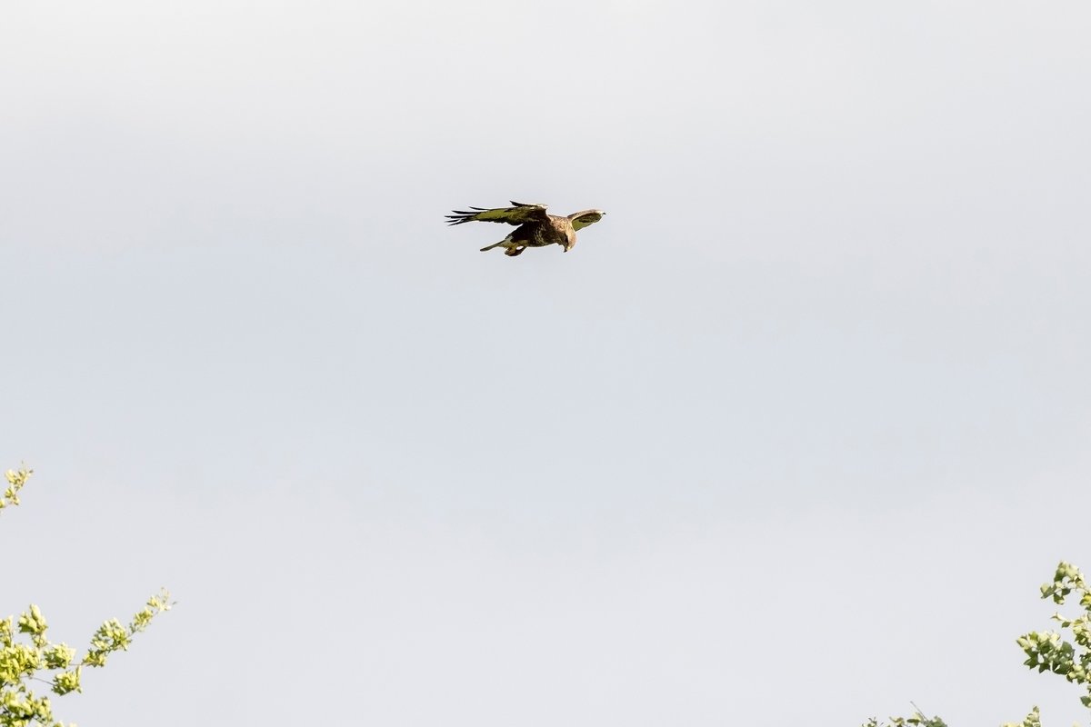 mikesaltsman194's tweet image. Wishing all my twitter buds a lovely weekend @CanonUKandIE #wildlifephotography #birdsofpray #liveforthestory