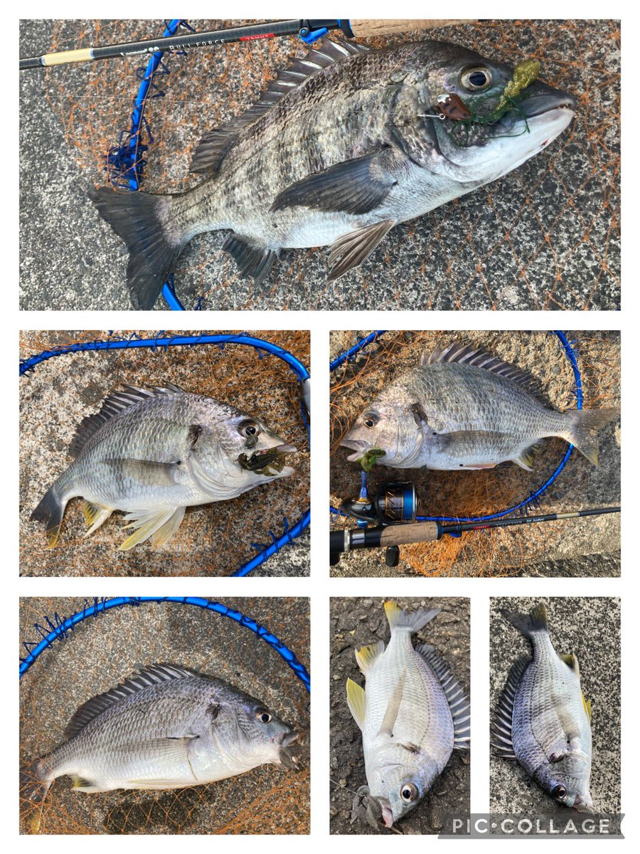 ta_chin_bream's tweet photo. チヌパラドッヂ&amp;フリーリグの二刀流。クロ1、キビレ5の6枚。ビミョーですが楽しかったから良し(⌒▽⌒)トップもミドストも良い感じでした◎

#チヌパラドッヂ #アーバンクローラー #クレイジーフラッパー #チヌトップ #ミドスト #サイトチヌ #LegacySC #APIA https://t.co/7gVKmlnH6d