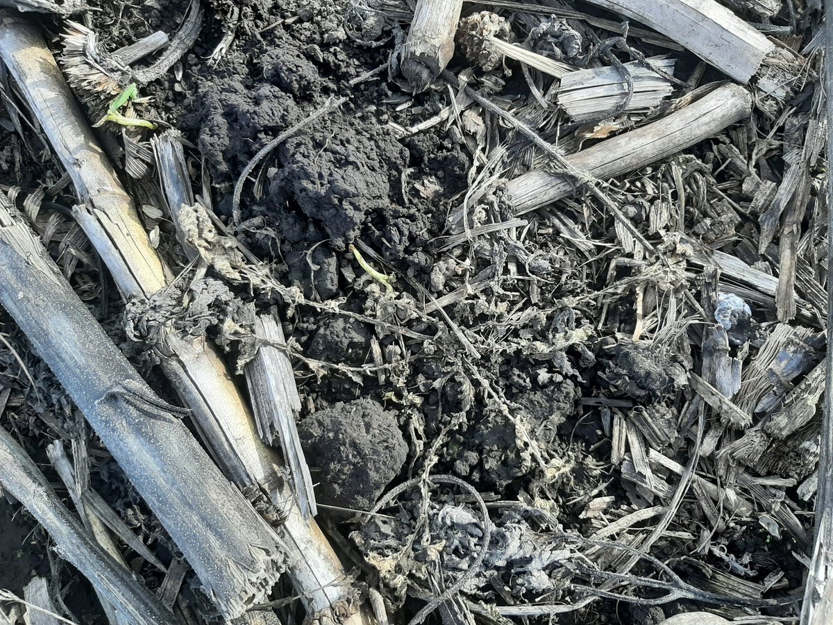 Aleferretti3's tweet photo. Lote reseteado listo para aplicar herbicidas residuales pre siembra, nacimientos de avena negra #monitoreando #trigo #campo @Marianvillafan @fidelcortese https://t.co/XhoCqXyrKQ