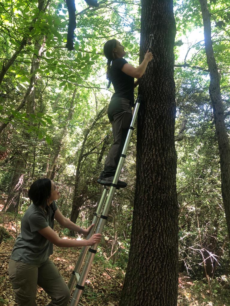 ProjecteLiro's tweet image. Hi ha estacions de seguiment que es varen crear al inici del #ProjecteLiro fa uns 15 anys i després d&apos;anys aportant dades varen quedar aturades. Actualment i gràcies a la implicació de voluntàries com la Cora Luján @onychomyst i l&apos;Anna Linares s&apos;estan recuperant de nou 😍😍