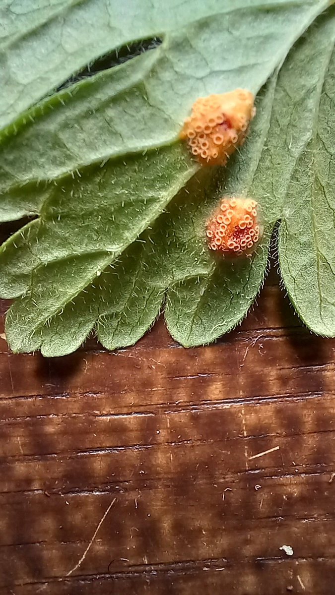 Can you get Barley rust on gooseberries? <a href="/IntBarleyHub/">International Barley Hub</a> <a href="/hedley_pete/">Pete Hedley</a> I just read that some of these fungi need two host?