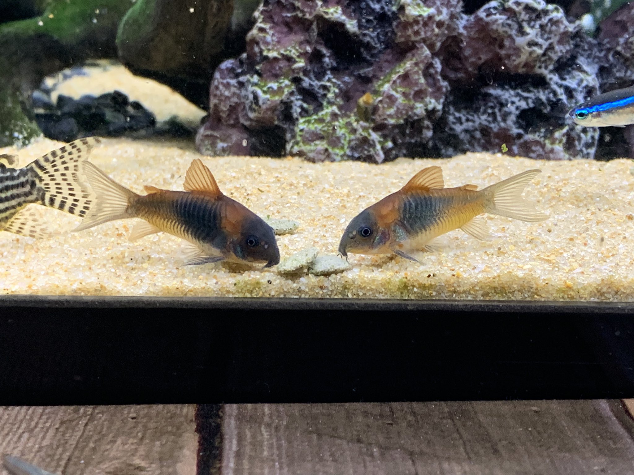 ベネズエラオレンジ Twitter Search Twitter