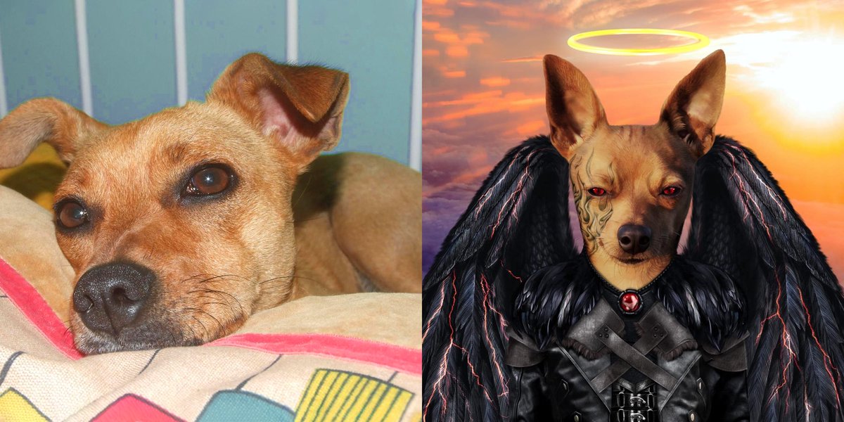 This is our girl Minnie❤️ Web 2 vs Web 3
For us she is always a good girl ❤️🐾🐾🚀 discord.gg/DKS7DjC5
#CNFT 
#CNFTs 
#CNFTCommunity 
#CNFTCollection 
#NFTs 
#Cardano 
#dogsquad