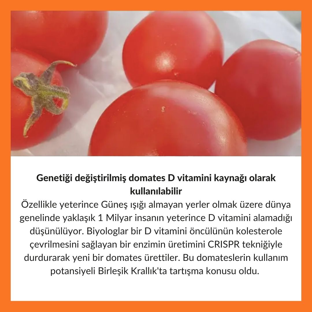 D vitamini sorununun çözümünde bu domates rol oynayabilir👇