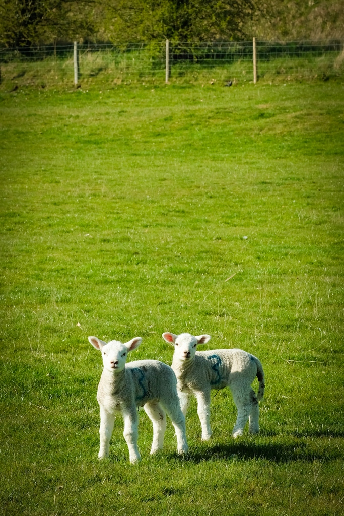 SpaYorkshire's tweet photo. There may be a few unexpected friends you make along the way, as you meet the North Yorkshire Moors' local residents. ⁠
⁠
We kindly ask you to keep your own pets nearby to not disturb the natural environment these animals roam. ⁠

#YorkshireSpaRetreat #LuxuryLodge ⁠ https://t.co/4zVEezGVEA