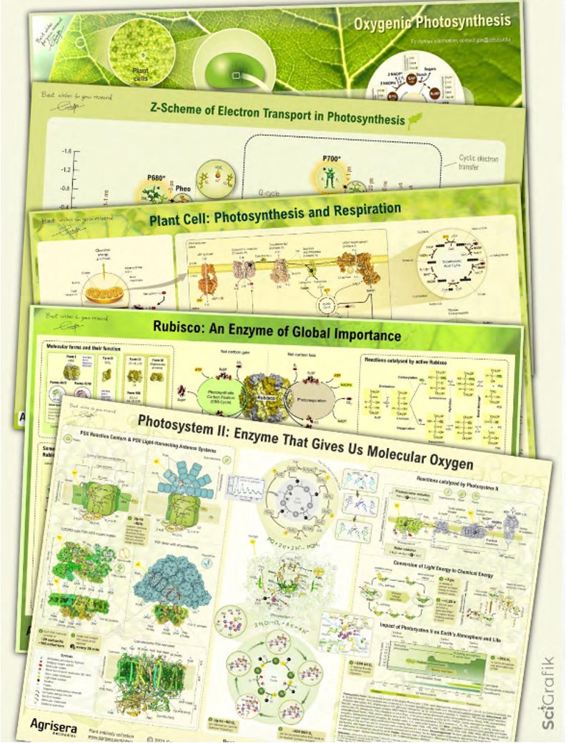 If you're a visual learner, you remember things by sight. Luckily, <a href="/SciGrafik/">Dmitry Shevela 🇺🇦</a> graphically designed educational posters on photosynthesis! The development and design of educational posters is one of SciGrafik’s specialties.
See more at naturevolve.com

#Scicomm #education
