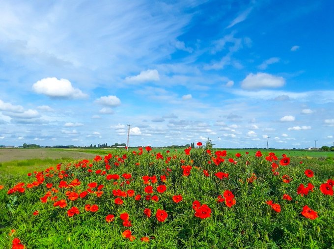 metoffice's tweet photo. Thank you to everyone who shared your #loveukweather pics 📸 

So many wonderful images, but here are just a few 👇

Thanks to @chris_alpacas from Cambridgeshire, @skylark22BHC1 from West Wickham, @AYoungSheppey from Sherrness and @JUDITHM58257161 from the Lake District https://t.co/WmfXYqGJbg