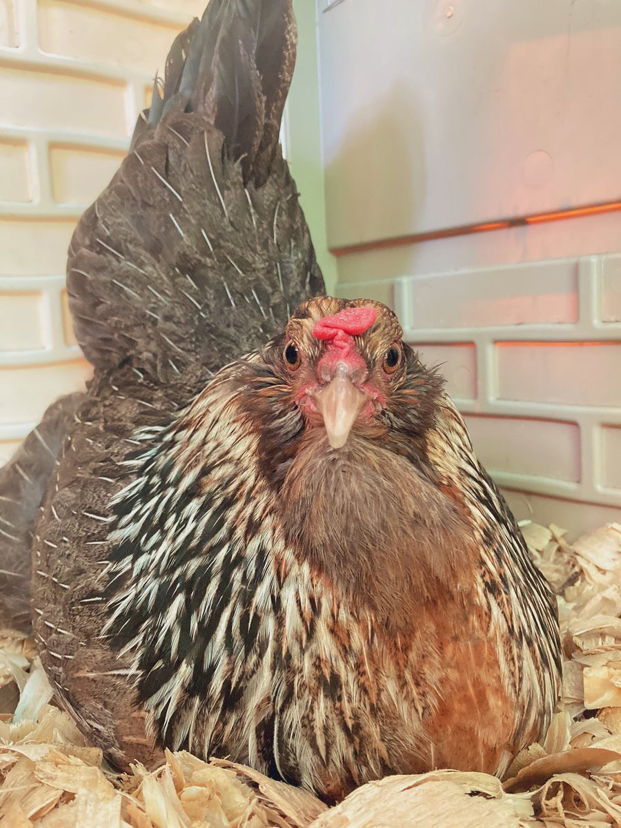 EleusFarm's tweet photo. Clove is very concentrated while laying her egg this afternoon 🌻🥚
-
#chicken #egg #farm #Goose #Bird #familyfarm #homestead #inflation #prepping #foodshortages #FoodShortage #animals #pets #homesteading #homesteady #farming #love #nature #outdoors #mothernature #happy https://t.co/jEPTSmdazq