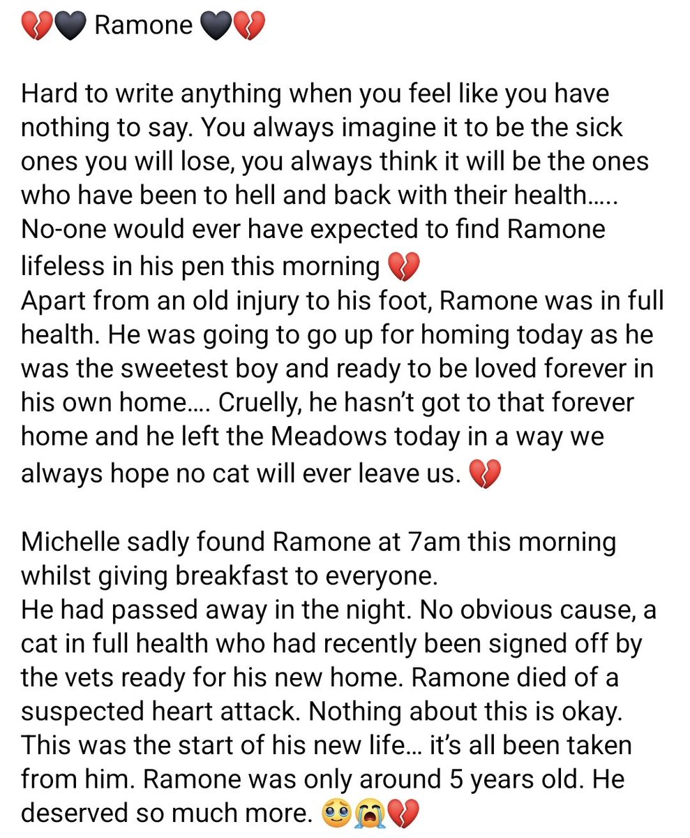 StrayCatsWM's tweet photo. Sad news today 😓😓💔💔 https://t.co/h27MZEtaOW