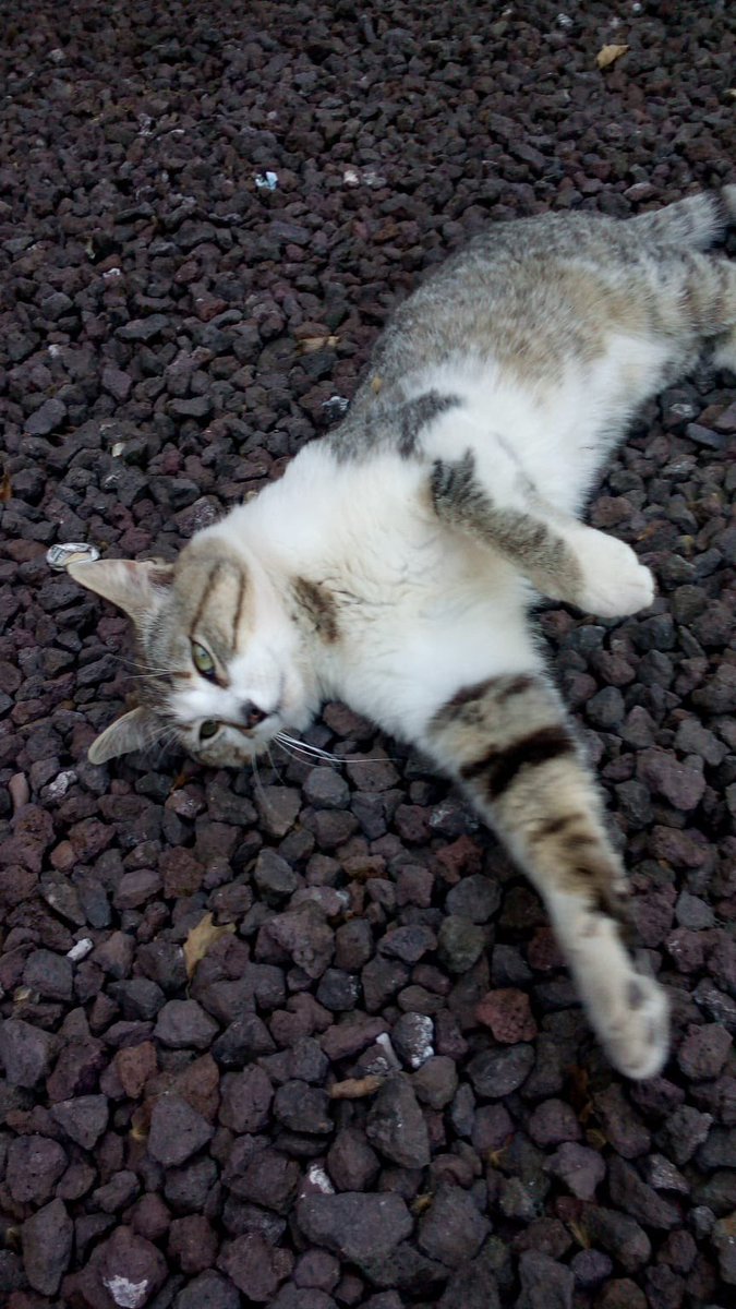 paulita2999's tweet photo. Holaa, mi madre se encuentra todos los días con este gatito en el parque de gaset, en la zona de las tres fuentes. Está limpio y es muy cariñoso… nos da la impresión que se le ha debido de perder a alguien.. @wikiCR @LaBienvenidaCR https://t.co/KjP2RzCtO3