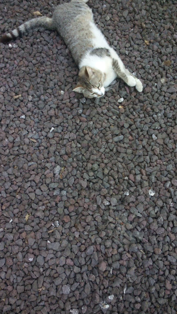 paulita2999's tweet photo. Holaa, mi madre se encuentra todos los días con este gatito en el parque de gaset, en la zona de las tres fuentes. Está limpio y es muy cariñoso… nos da la impresión que se le ha debido de perder a alguien.. @wikiCR @LaBienvenidaCR https://t.co/KjP2RzCtO3