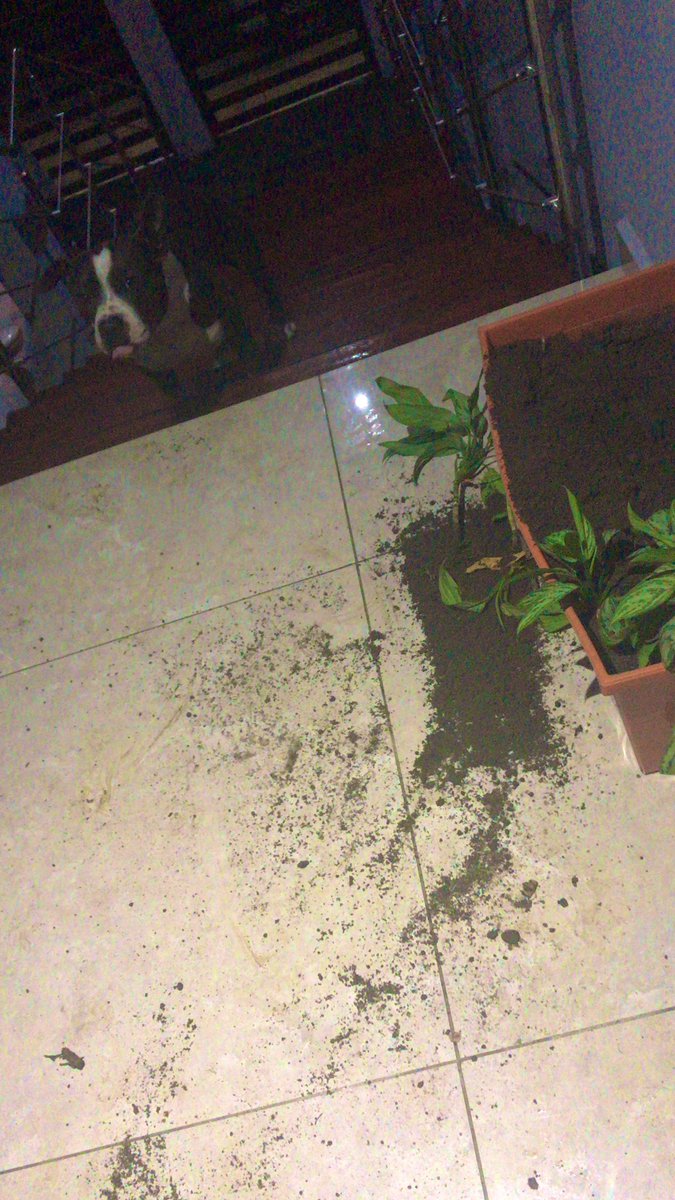 ChelaRojas23's tweet photo. Mi ma: *se pone a regar y darle atención a sus plantitas*
Mi perrito: “Aquí solo hay espacio para un consentido...y soy YO“ https://t.co/l6aULvaM5X