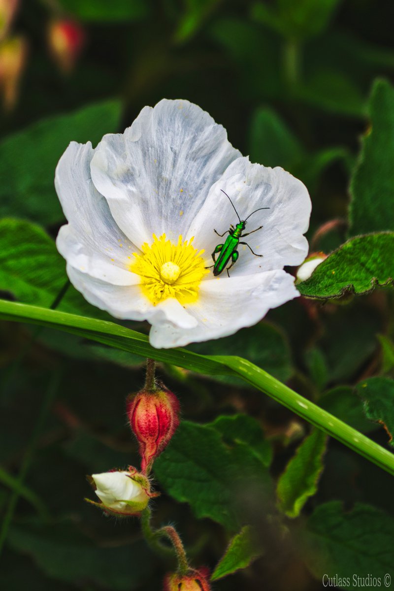 StudiosCutlass's tweet photo. 🪲 Bug Life 🪲

Back to color today! Not sure what this insect is but it's awesome! Anyone know what it is? 

#photography #wildlifephotography #NaturePhotography #nature #Flowers #bugs #insects #whatisthis #insect https://t.co/5DmAY9FKXA