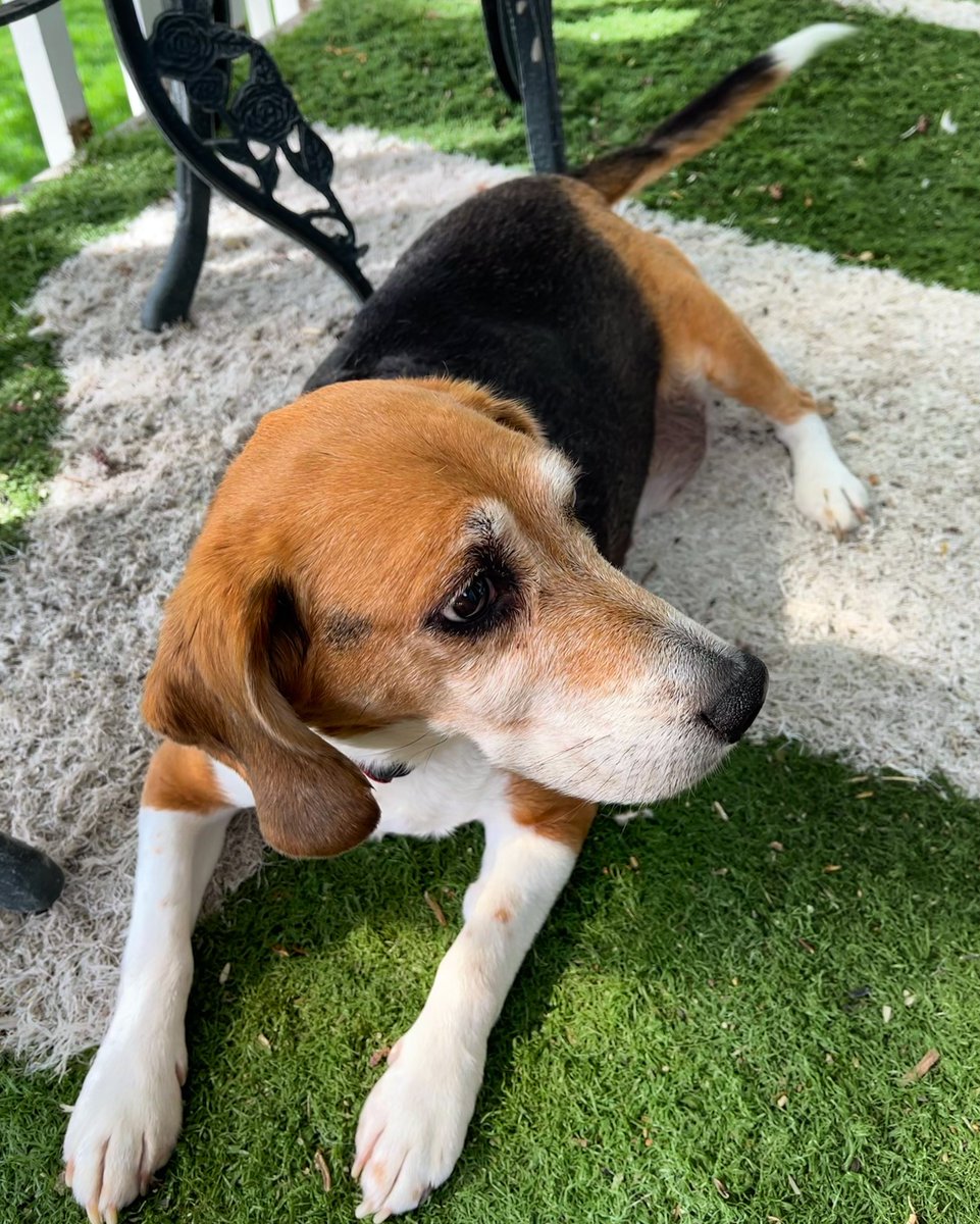 We finally have some nice weather, so I’ll be spending it out on my deck! #beagling