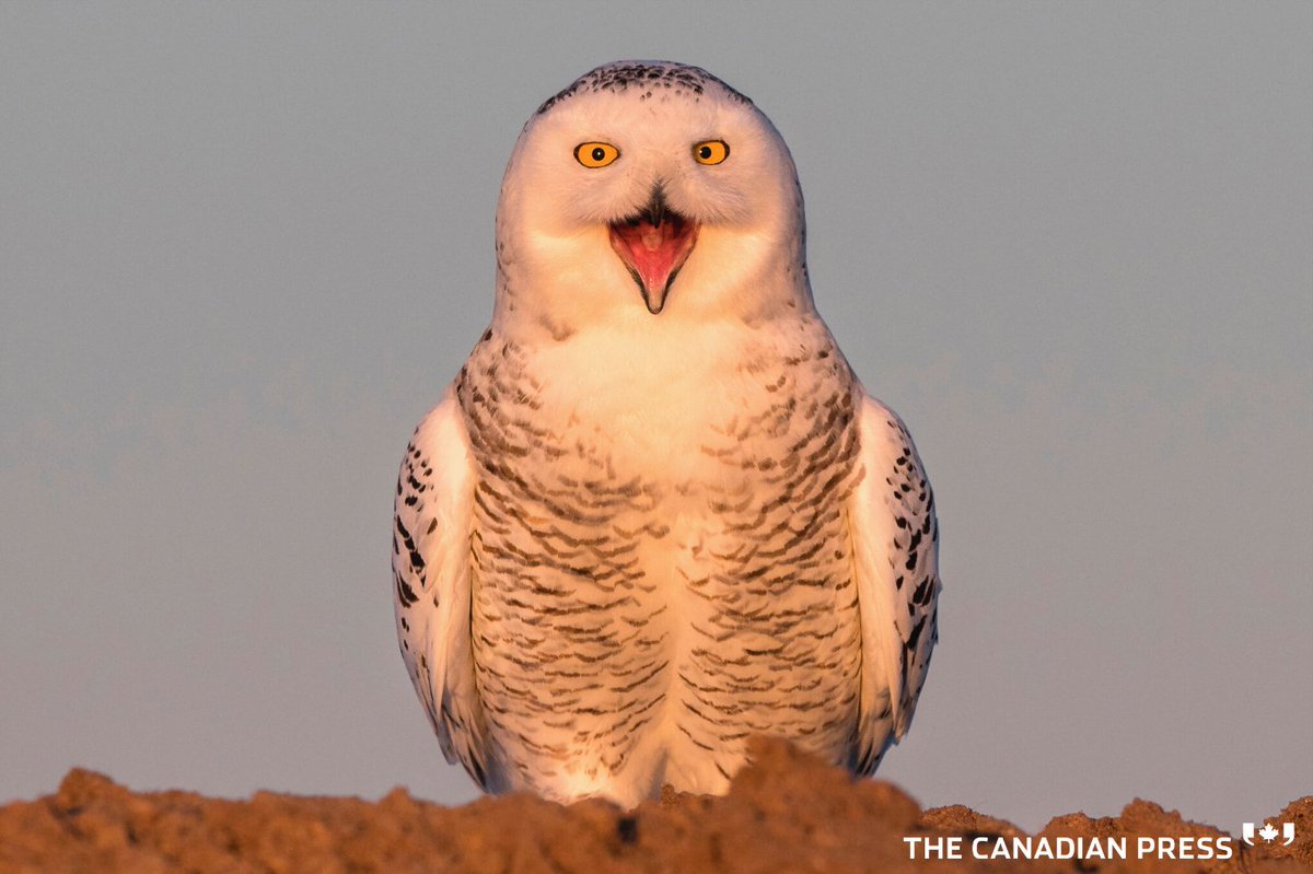 CanadianPress's tweet photo. Happy weekend from this owl, brought to you by CP Images (https://t.co/vRGjK5aEuk) and our partnership with Universal Images Group. 
#cpimages #uig #universalimagesgroup #weeklyfluff #owl #thecanadianpress  #snowyowl #quebec #canada #birdsofprey #wingspan #canadiannews https://t.co/lgI6SVXgBL