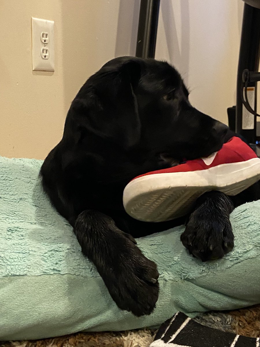 xm_enbywolf's tweet photo. It’s been a while since I used Twitter, let alone this account. So update I have a puppy and I am constantly in a battle between wanting to give her nothing but love and selling her for free. https://t.co/1RvkbGpgtP