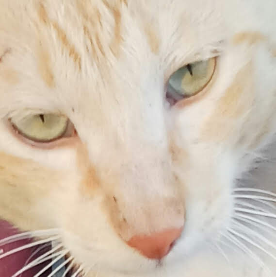 OmarSolomon04's tweet photo. Hej ! Seth Everman Jag är ditt största fan och just nu är jag förkrossad efter min dyrbara katts bortgång #THOMAS 😿 !!! Jag skulle älska det om du kunde ta din dyrbara tid att skicka mig några bra vibbar och bilder på #Ronald !!!
@SethEverman https://t.co/tSSlXx2g5y