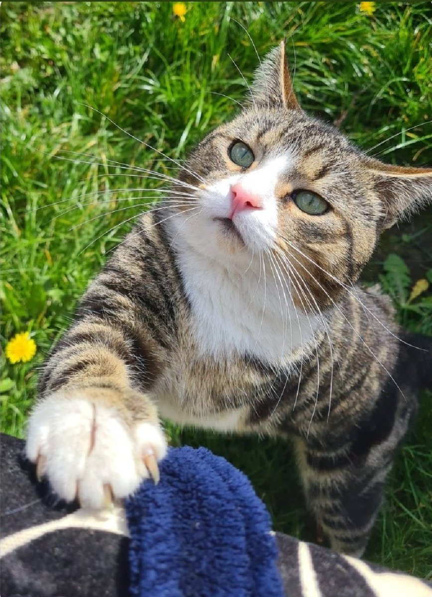 thekittenwinksy's tweet photo. Are you a Cat person? 🐈 https://t.co/gRfsoGbHSJ