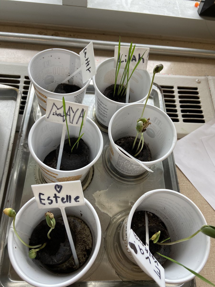 ms_stevenskr's tweet image. Plants, plants and more plants 🪴 The Ss are so excited to see the growth of their plants, as I sit back and reflect on all their personal gains this past year.