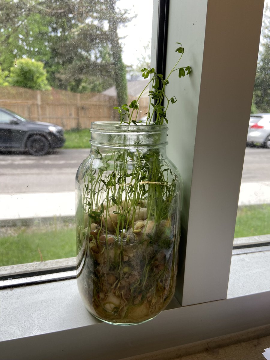 ms_stevenskr's tweet image. Plants, plants and more plants 🪴 The Ss are so excited to see the growth of their plants, as I sit back and reflect on all their personal gains this past year.