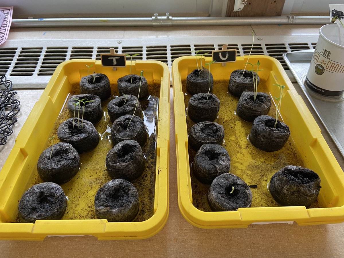 ms_stevenskr's tweet image. Plants, plants and more plants 🪴 The Ss are so excited to see the growth of their plants, as I sit back and reflect on all their personal gains this past year.