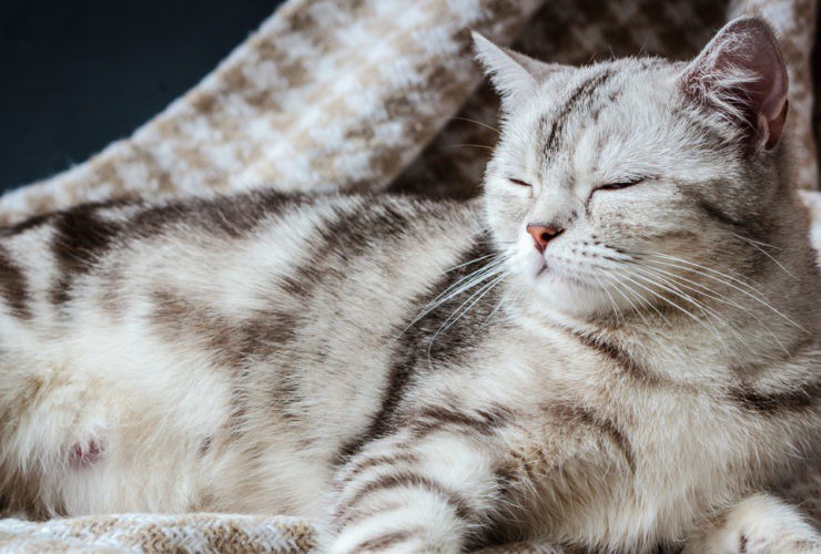 katriscat's tweet photo. Is Cat Whisker Fatigue Real?And What Can You Do About It?

Read the full article: Is Cat Whisker Fatigue Real?And What Can You Do About It?
▸ https://t.co/4ERQLwJcd3

#katriscat #katris #catlovers https://t.co/1xG7oWKRSY