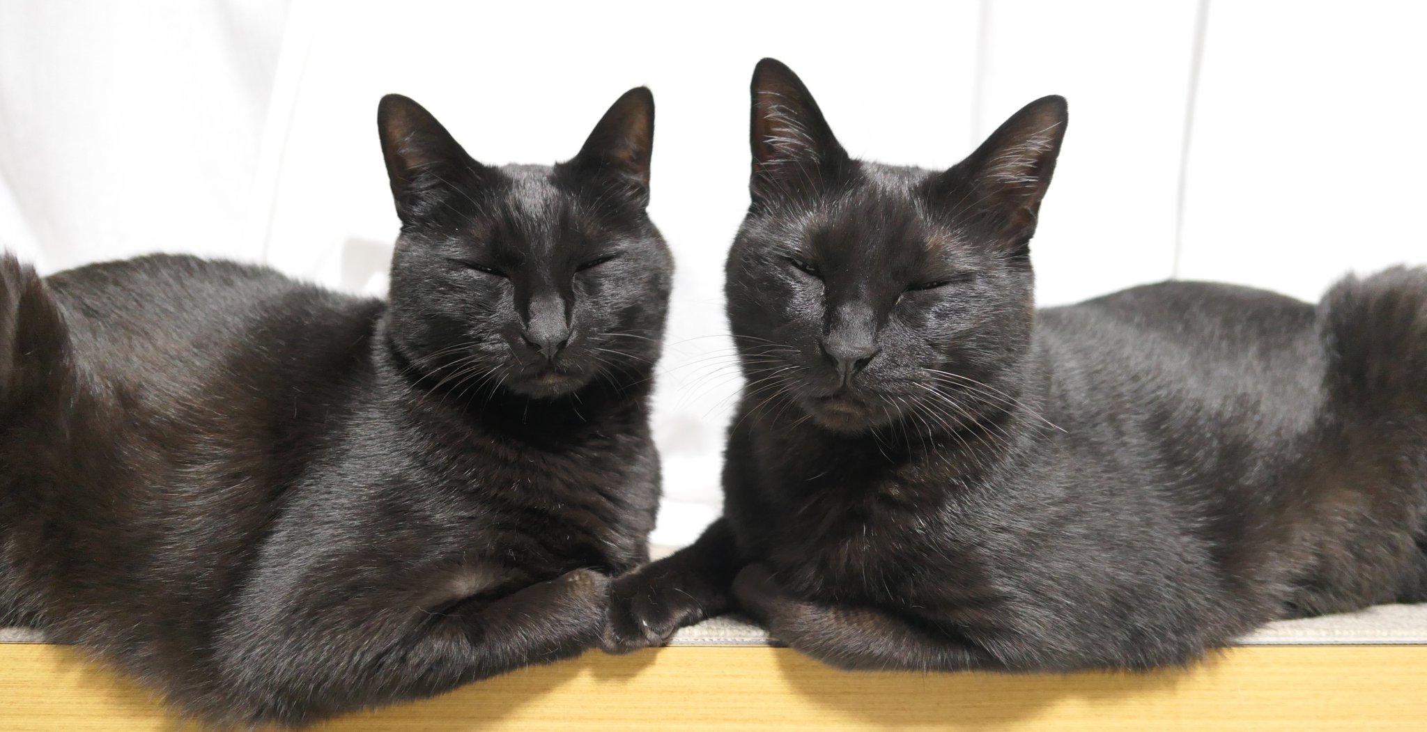 仲良し黒猫兄弟 Dirty2cats Twitter