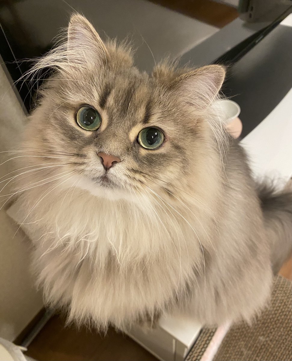 リリィ サイベリアン かわいい 猫 Cat T Co B2xqucrx13 Twitter リリィ サイベリアン かわいい 猫 Cat T Co B2xqucrx13 Twitter