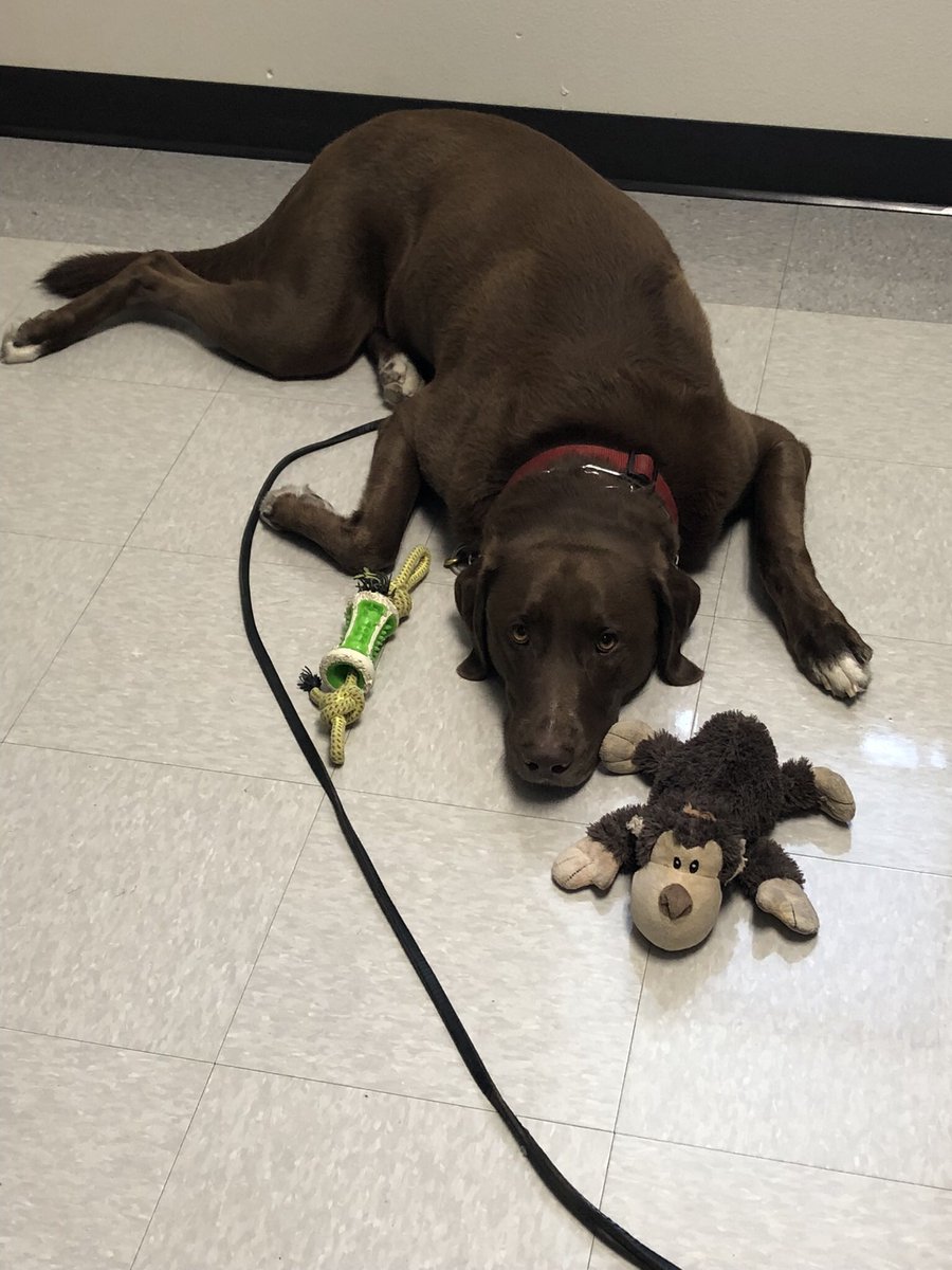 @BozBough (@bozbough) on Twitter photo Got a bath and my nails done by <a href="/seguin_ffa/">Seguin FFA</a> and then got to hang out with dad at work. School is exhausting. Got a bath and my nails done by <a href="/seguin_ffa/">Seguin FFA</a> and then got to hang out with dad at work. School is exhausting.