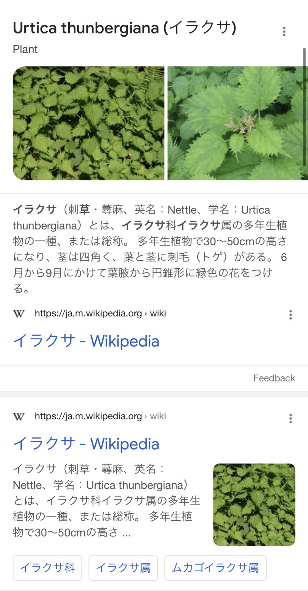 טוויטר 大島遥 Haruka Oshima בטוויטר ちなネトルというらしい イラクサ スープとかお茶に出来るらしいよ 前に刺された時はこんなならなかったのになァ ルームメイト も 小さい時よく刺さって腫れたわ ハハハ みたいな事言ってたくらい良くある事らしいん טוויטר 大島遥 Haruka Oshima בטוויטר ちなネトルというらしい イラクサ スープとかお茶に出来るらしいよ 前に刺された時はこんなならなかったのになァ ルームメイト も 小さい時よく刺さって腫れたわ ハハハ みたいな事言ってたくらい良くある事らしいん
