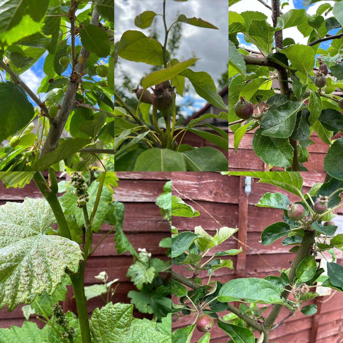 Teeman27's tweet photo. Fruit trees coming on great , #cherries #pears #apples #bramleys and I have #grapes 😍 https://t.co/Xy5IDNfWi7