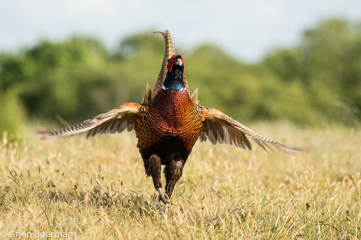 Arjen Boerman tweet media