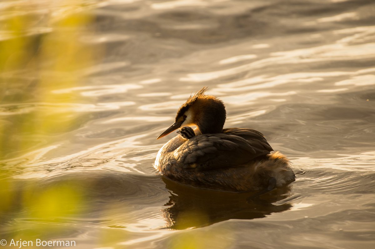 Arjen Boerman tweet media