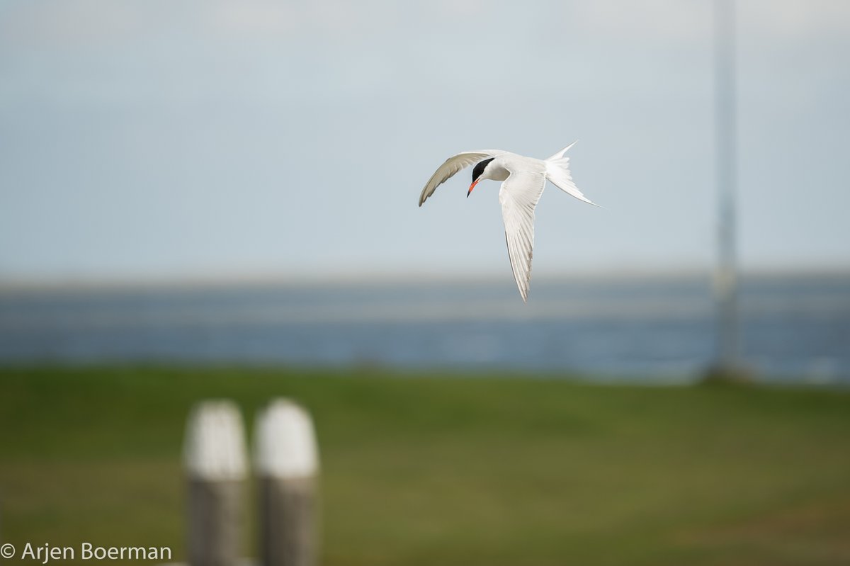 Arjen Boerman tweet media