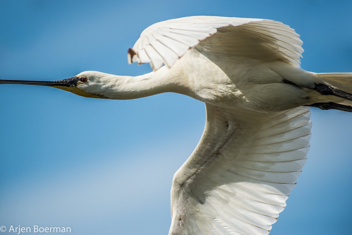 Arjen Boerman tweet media