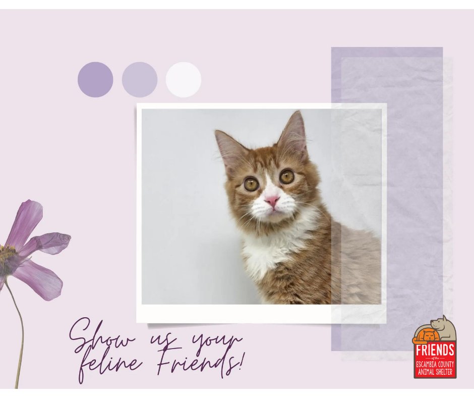ECASFriends's tweet photo. It's #Caturday Friends! Show us your meowvelous feline besties 😻 We'd love to see them! 🥰😍🥰 https://t.co/6SMu6bk2Rg