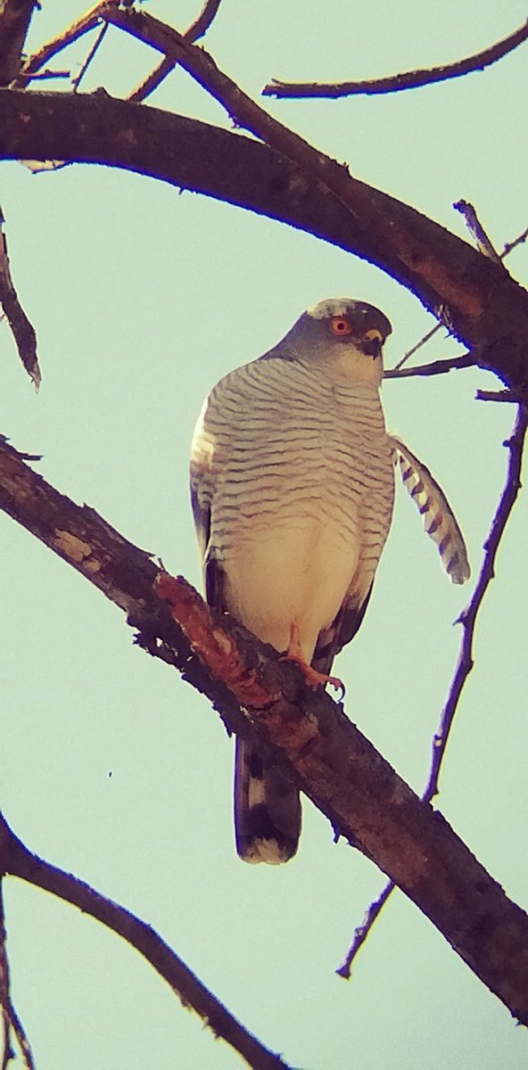 birdsonstamps's tweet photo. A Sparrow Hawk a first for me.
#bubidistrict #Matabeleland #Zimbabwe #BirdsSeenIn2022 https://t.co/SUzgTMbk8L