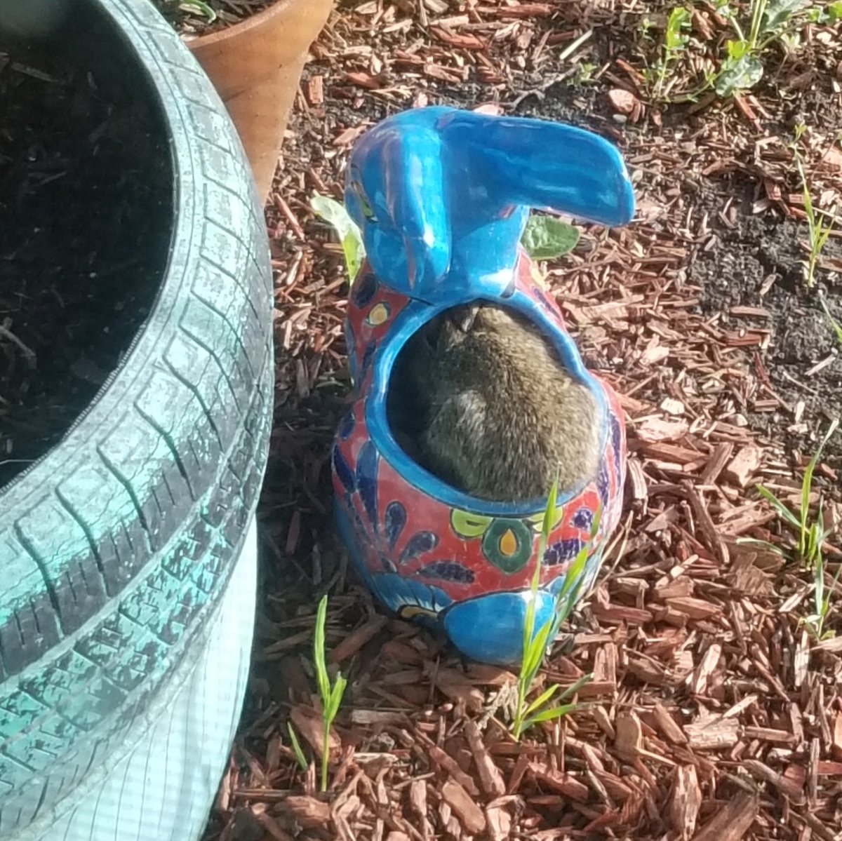 vintagepix's tweet photo. #Caturday bonus report: opened the blinds so @yourevilcats could watch #BirdfeederTV this morning and there was a baby bunny in the bunny planter🐇
#CatsOfTwitter #BlackCat #SpoiledCat https://t.co/TAdyqS3TeH