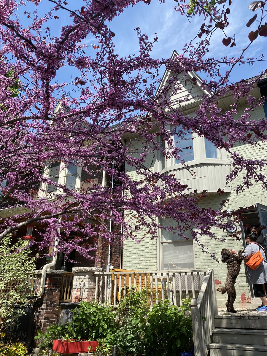 katlynnear's tweet photo. Hello my new followers!! How are you today?? Enjoy this beautiful cherry tree :) https://t.co/bUN9yk2nO1