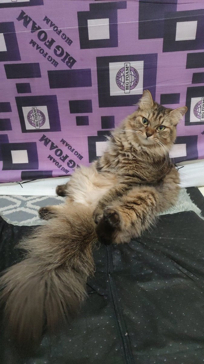 babynimal's tweet photo. Ngapa yak ini kucing gendut bgt 😂 https://t.co/RbvM4OrykB