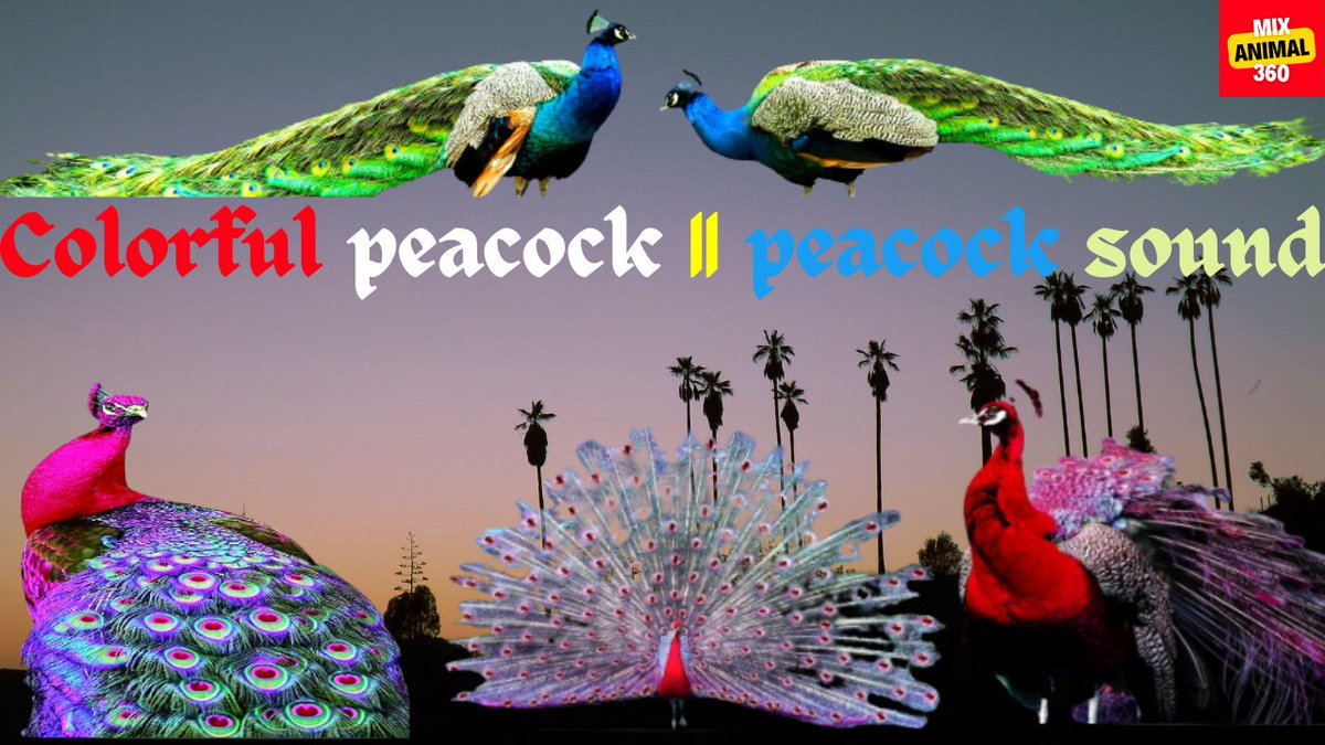 JackBar39157516's tweet photo. Colorful peacock, peacock sound
Full video link: 
https://t.co/qyJBrlyHmB https://t.co/DFBc9kwE84