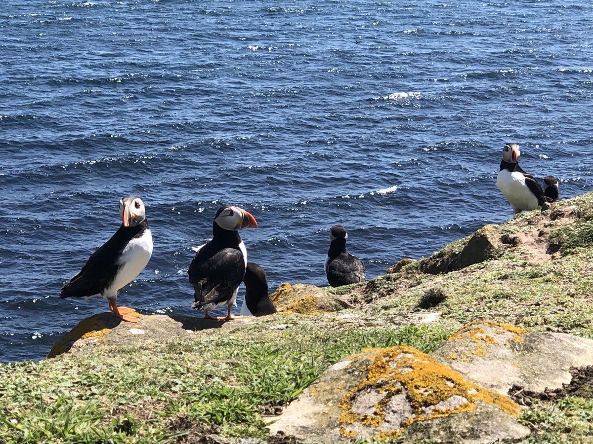 GannetGuy's tweet photo. I’ve missed these charismatic little devils. GLS recoveries going slowly, but who cares when the sun is shining and the scenery is amazing. #saltees https://t.co/5fIMmcUlJn