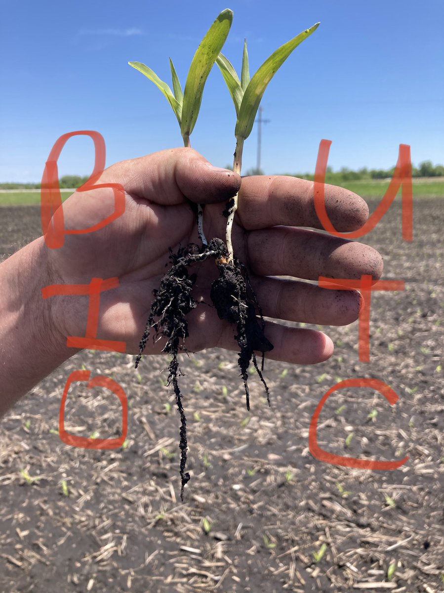 winnyfarmtech12's tweet photo. Biodyne 401 In-Furrow w/ BW-EcoSweet on left and BW-HF 12 on right. Great start now we’re gonna get some sun and heat after 1-2 inches of rain in SE MN. #ag #bwfusion #corn @FarmTech1976 https://t.co/ai6d5lr4XA