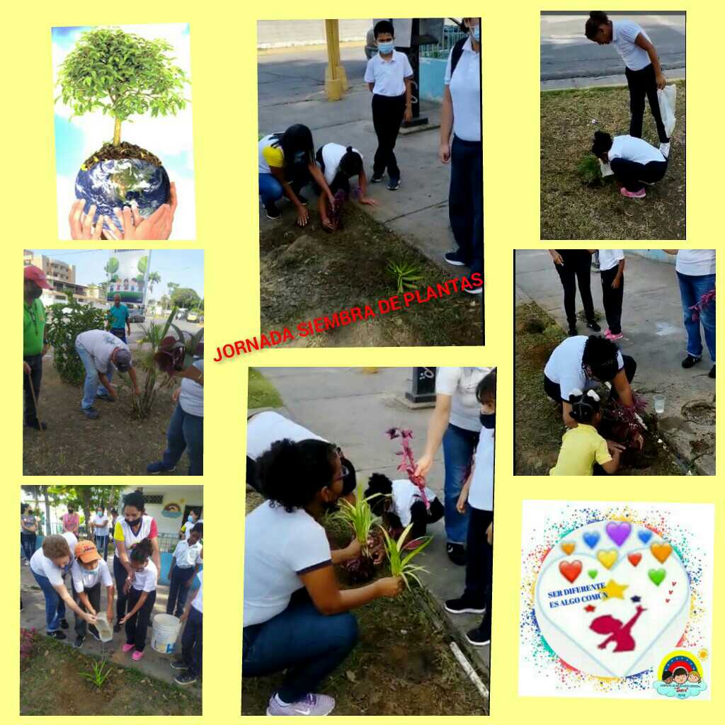 IEES1974's tweet photo. Cumpliendo las orientaciones emanadas por el MPPE, el IEE "SUCRE"(RM) realizó las actividades programadas con la siembra de árboles y plantas ornamentales.
#EDUCACIONESPECIAL
#SERDIFERENTESESALGOCOMUN
@NicolasMaduro 
@zonaeducativasucre https://t.co/WmJBP8D8Ul
