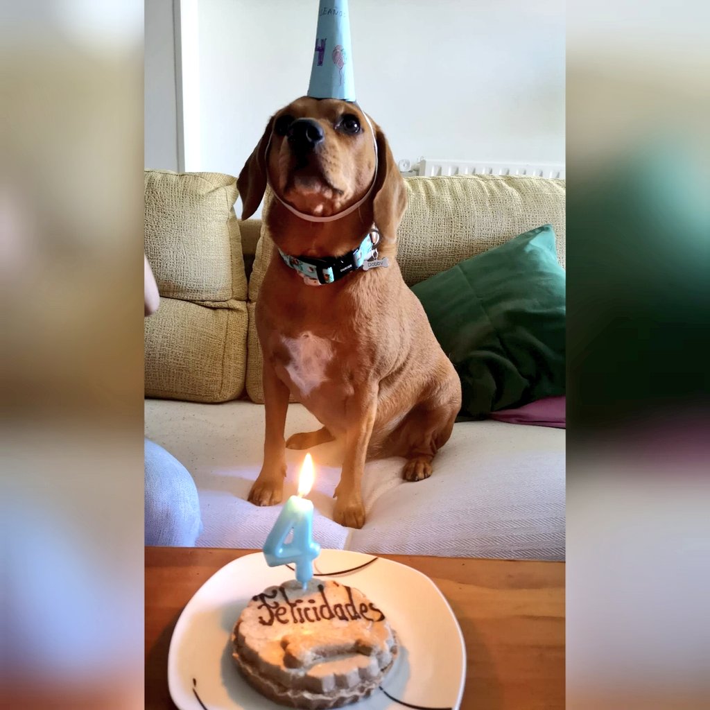BlankFernandez's tweet photo. Felicidades pequeño Dobby 🐾🐕‍🦺🎂 https://t.co/sbR7nyRxNP