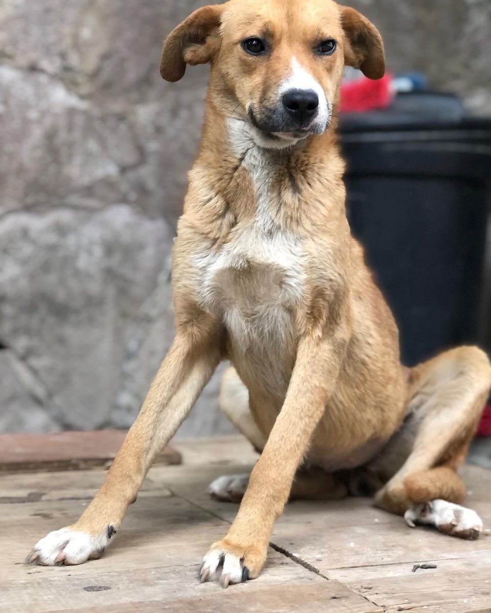 primero_perro's tweet photo. Ella es Asuna 🌼

Nos encontramos hace 9 días cuando estaba en una situación algo muy difícil pues estaba en Celo y tenía como 20 perros al rededor que no la dejaban ni ponerse de pie,veníamos d e vuelta a casa cuando la vimos y bajamos para ayudarla. https://t.co/vBr2vuIce7